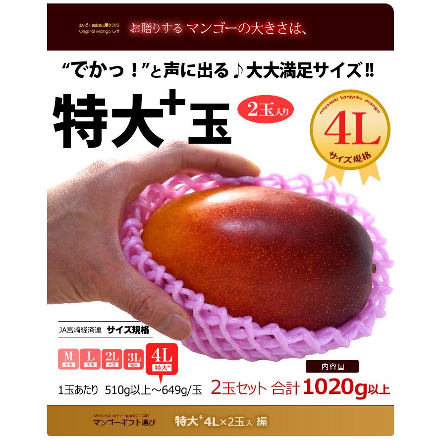 宮崎マンゴー (4L×2玉/約1020g) 宮崎産 秀品 宮崎完熟マンゴー 国産マンゴー アップルマンゴー アーウィン種 ギフト 贈答 国産 高糖度 マンゴー 母の日 父の日｜ookiniya｜04