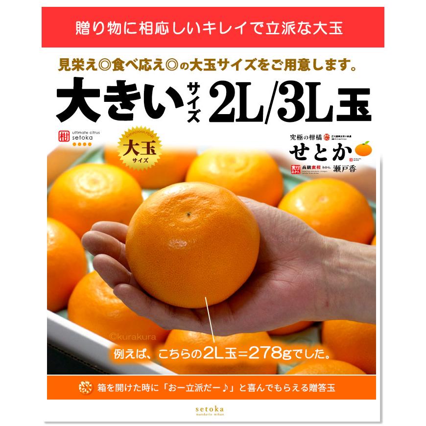 露地栽培 せとか (約3kg) 愛媛・和歌山産 秀品 贈答用 3キロ セトカ