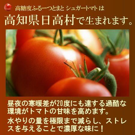 シュガートマト (約700g) 高知県 日高村産 フルーツトマト フルーツ
