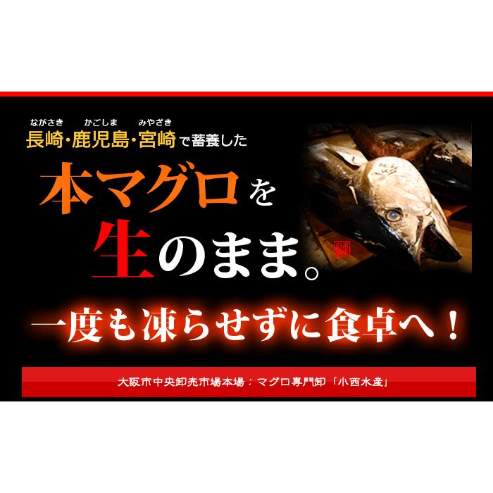 生本マグロ 中トロ ブロック (約1kg) 国産 (主に 鹿児島産 長崎 生本マグロ 中トロ ブロック (約1kg) 国産 (主に 鹿児島産 長崎