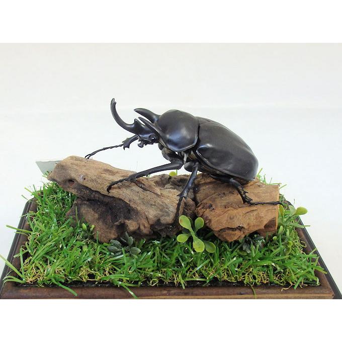 アクティオンゾウカブト 116mm 標本用