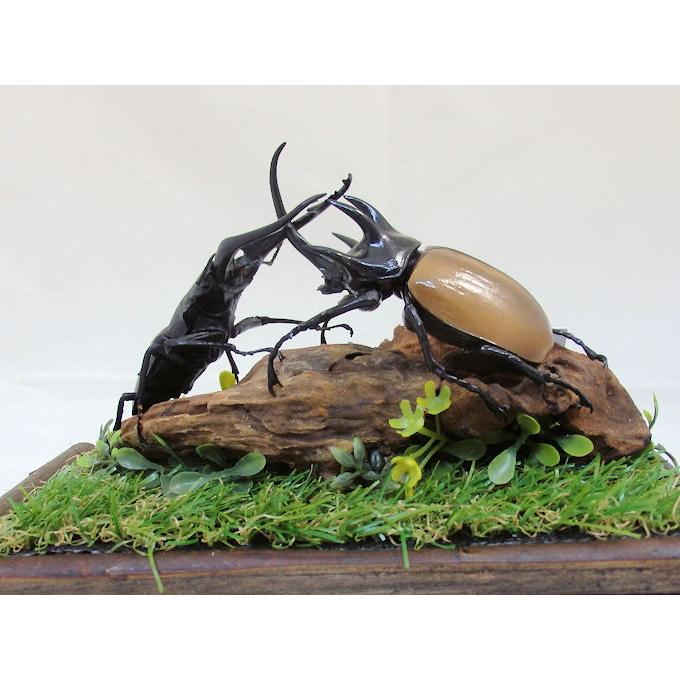 ゴホンズノカブトvsギラファノコの戦い レプリカ標本 Giomido Fr006 オオクワ京都昆虫館 通販 Yahoo ショッピング
