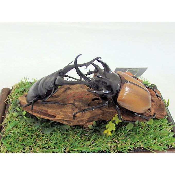 ゴホンズノカブトvsギラファノコの戦い レプリカ標本 Giomido Fr006 オオクワ京都昆虫館 通販 Yahoo ショッピング