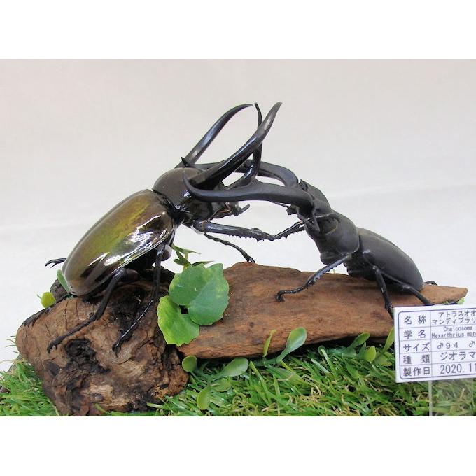 アトラスカブトvsマンディブラリスの戦い レプリカ標本 Giomido Fr008 オオクワ京都昆虫館 通販 Yahoo ショッピング