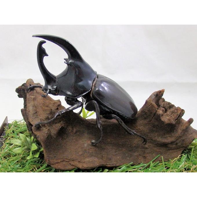 ケンタウルスオオカブト レプリカ標本 Giomini F003 オオクワ京都昆虫館 通販 Yahoo ショッピング