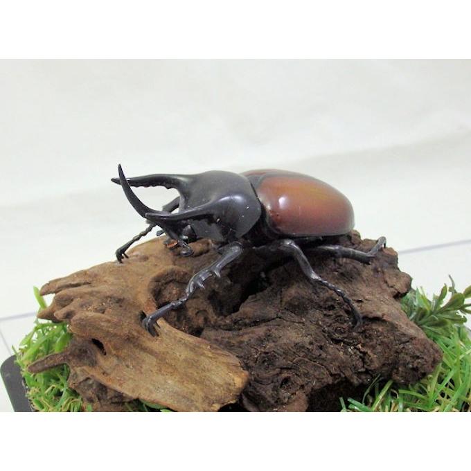 サンボンヅノカブト ６8 レプリカ標本 Giomini Fc012 オオクワ京都昆虫館 通販 Yahoo ショッピング