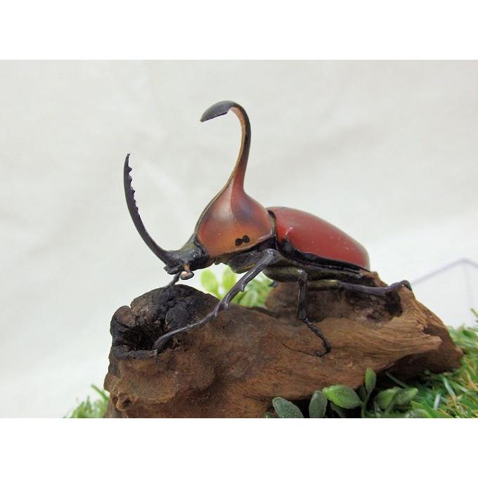 オオクワ京都昆虫館 クワガタ カブトムシ 昆虫標本 昆虫イベント