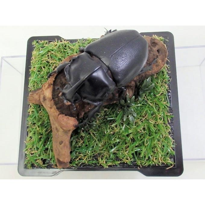 カブトムシ Vs ミヤマの戦い レプリカ標本 Giomini Fc016 オオクワ京都昆虫館 通販 Yahoo ショッピング