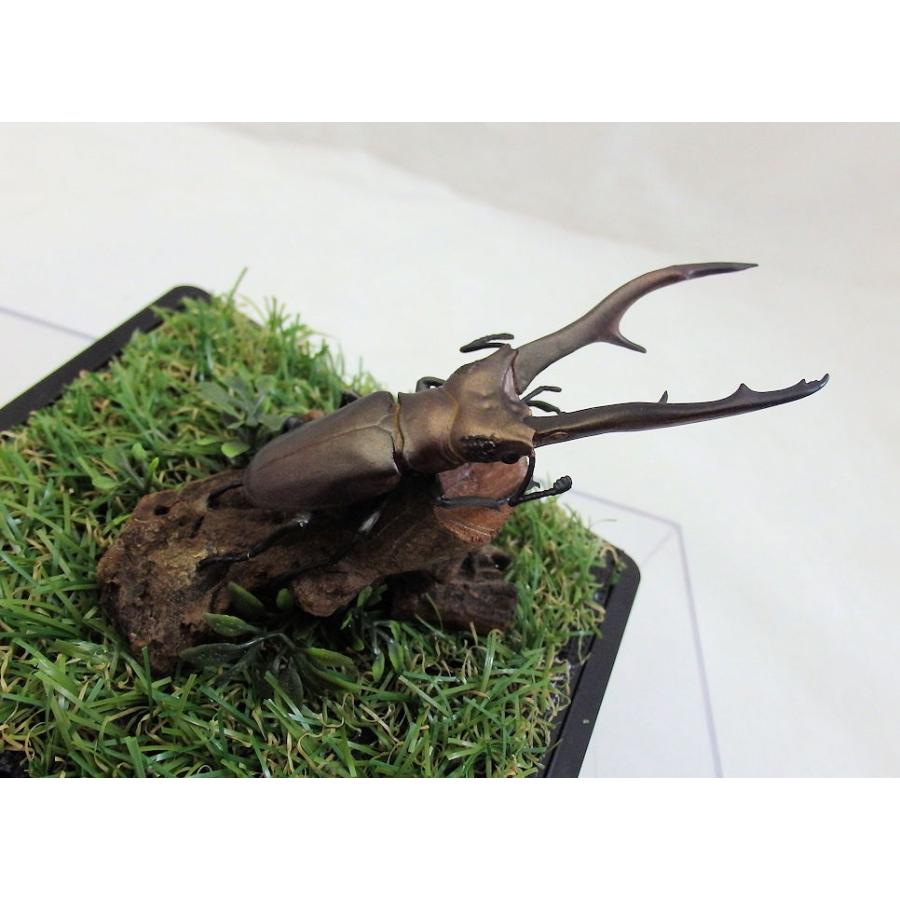 オオクワ京都昆虫館 クワガタ カブトムシ 昆虫標本 昆虫イベント