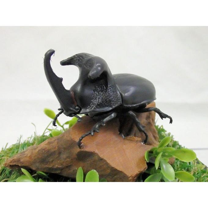 オオクワ京都昆虫館 クワガタ カブトムシ 昆虫標本 昆虫イベント