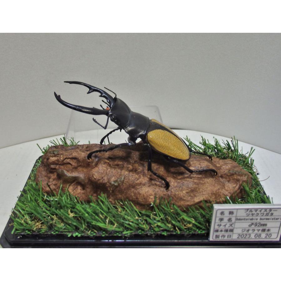 ブルマイスターツヤクワガタ♂92mmレプリカ標本 : オオクワ京都 ブルマイスターツヤクワガタ♂92mmレプリカ標本 : オオクワ京都