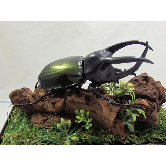 標本　モーレンカンプオオカブト　特大　約107㎜野外品ラベルあり 標本 モーレンカンプオオカブト 特大 約107㎜野外品ラベルあり