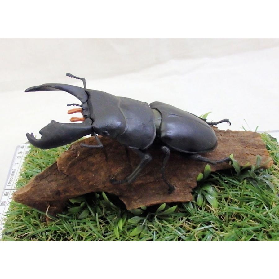 スマトラオオヒラタ♂95（レプリカ標本） : オオクワ京都昆虫