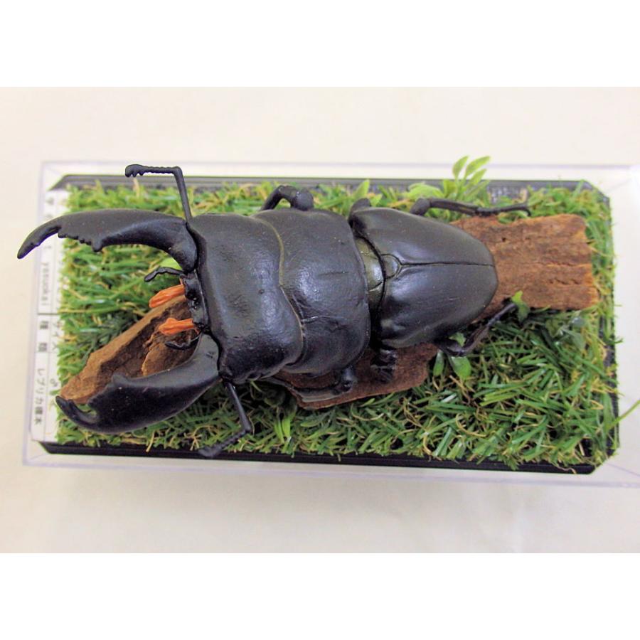 スマトラオオヒラタ♂95（レプリカ標本） : オオクワ京都昆虫