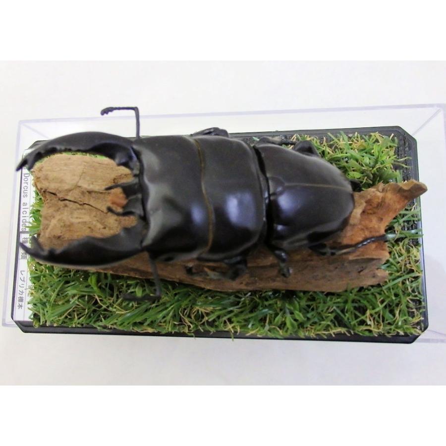 ※ikumatti購入野外標本２点セット ikumatti購入野外標本2点セット 楽天市場】昆虫 標本セットの通販