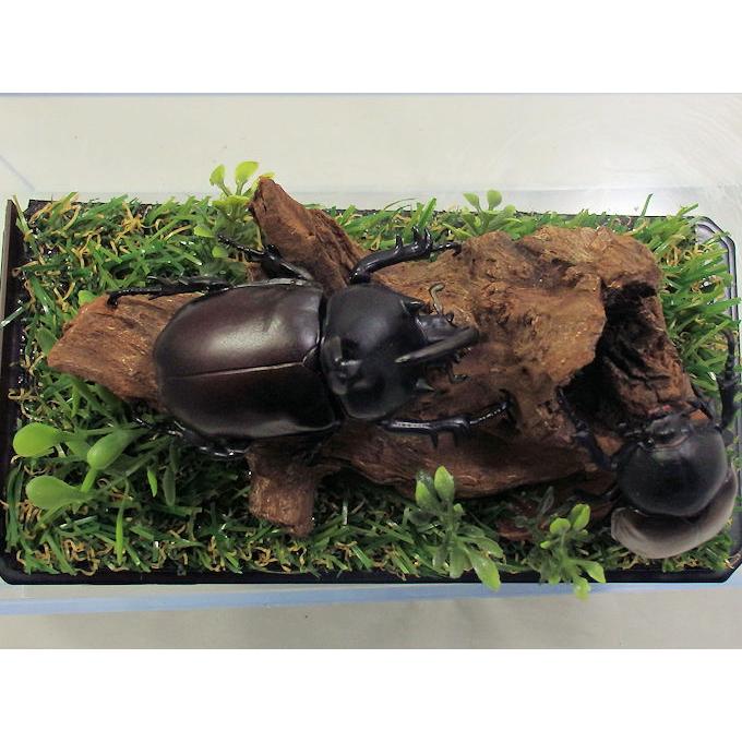 カブトガニの標本 竹フレーム付き 2025年最新】カブトガニ 標本の人気アイテム - メルカリ