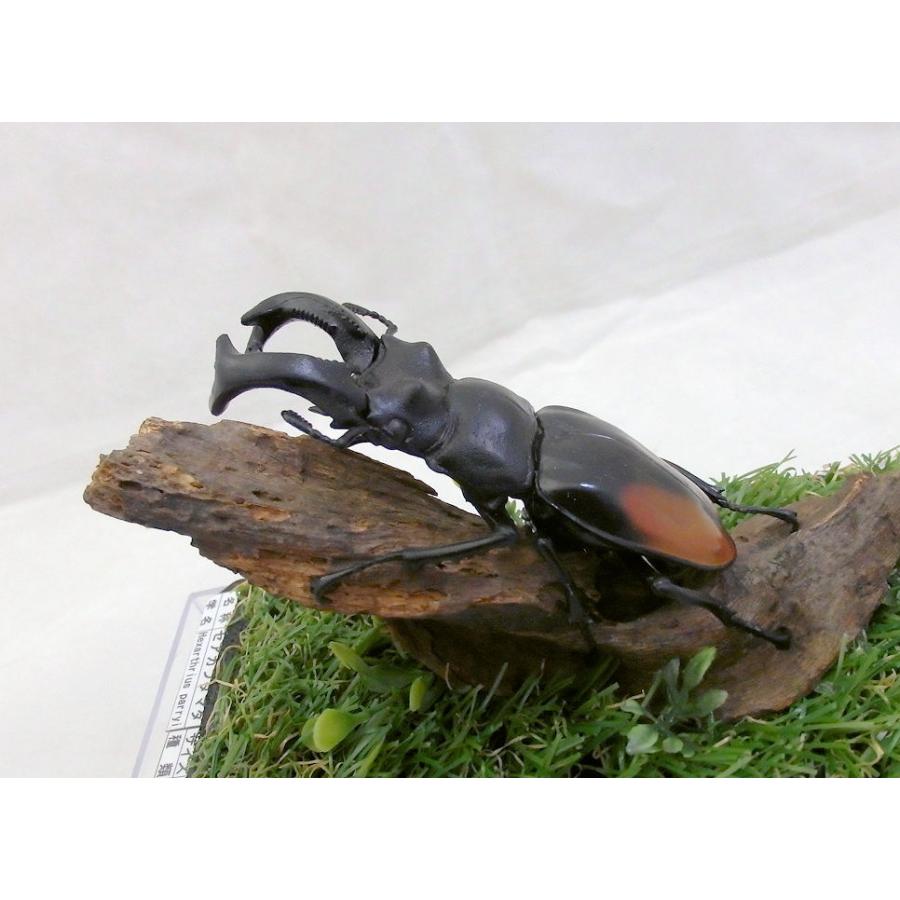 セアカフタマタ♂85（レプリカ標本） : オオクワ京都昆虫館