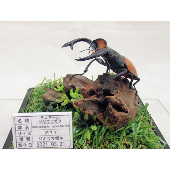 コガシラクワガタ　77㎜　標本 標本】コガシラクワガタ ペア 76㎜36㎜ チリ産2001年4月採取