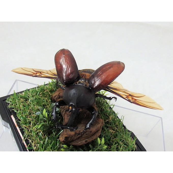 カブトムシ ７０mmup 飛翔 ジオラマ標本 Giomini R002 オオクワ京都昆虫館 通販 Yahoo ショッピング