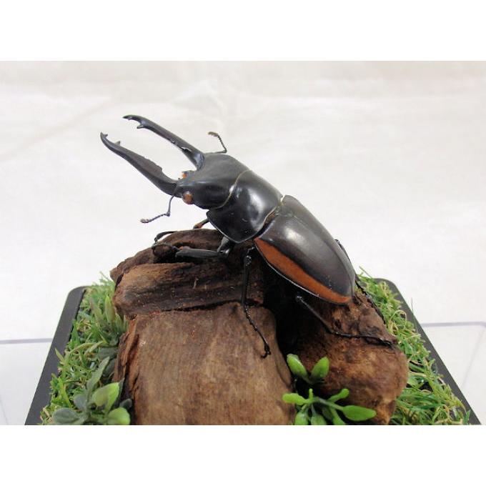 ウォレス ノコギリクワガタ♂73（ジオラマ標本） : オオクワ京都昆虫