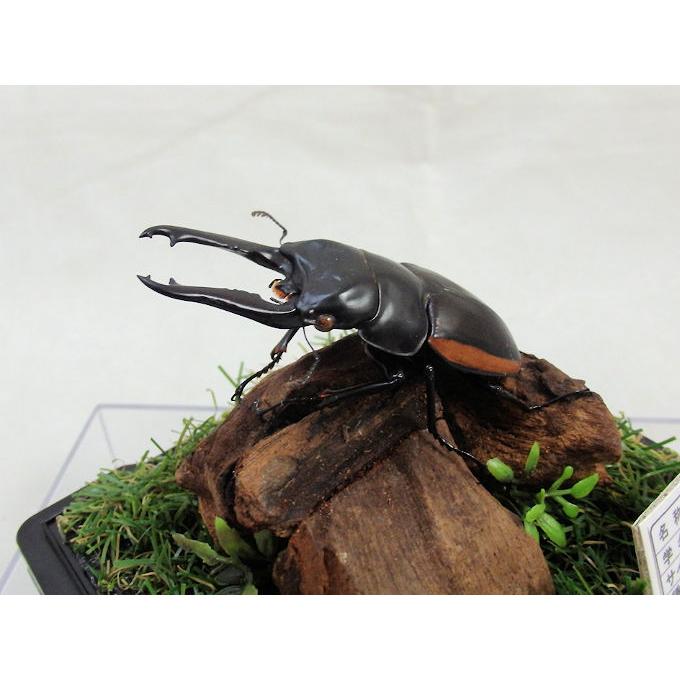 大型アカアシクワガタ、ノコギリの標本 大型アカアシクワガタ、ノコギリの標本