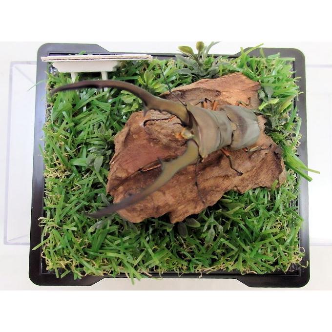 メタリフェル ホソアカクワガタ♂79（ジオラマ標本