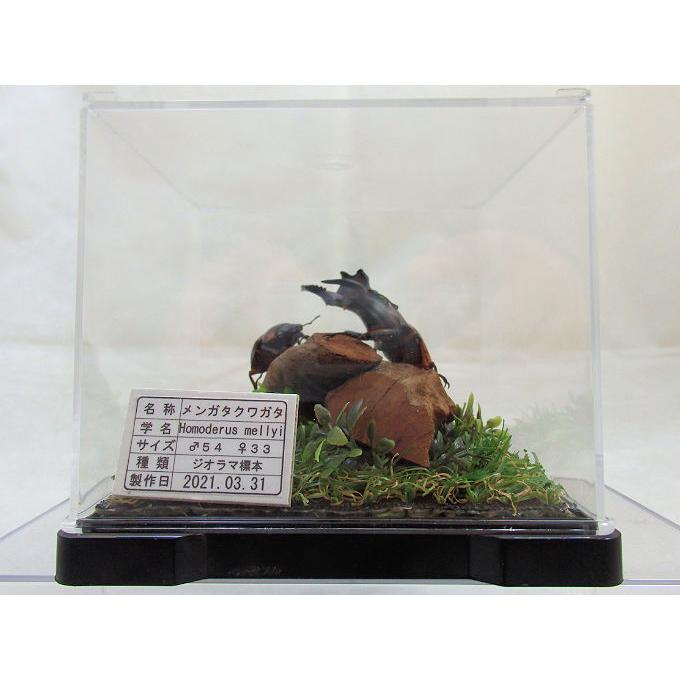 ショーネマン コガシラクワガタ 標本 ショーネマン コガシラクワガタ 標本