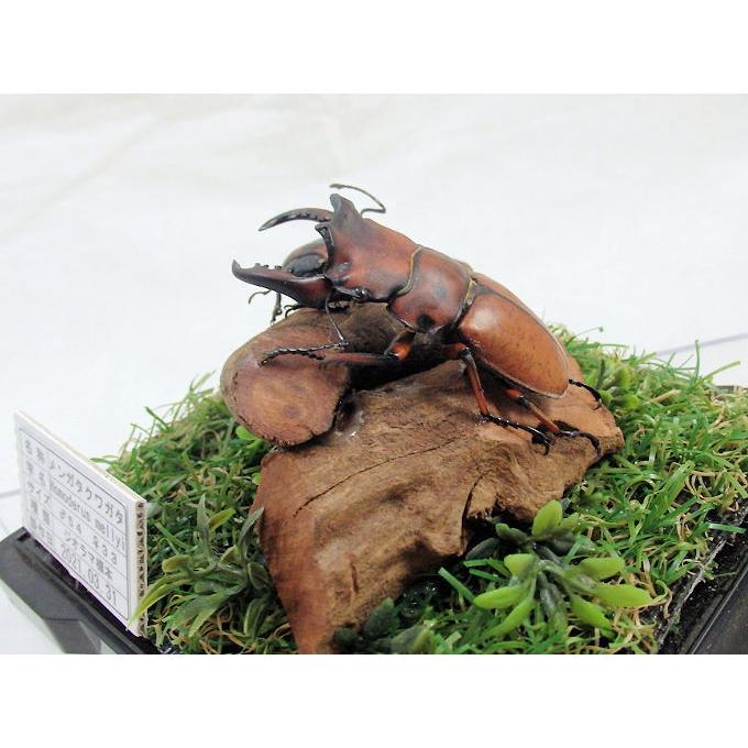 クワガタ標本 📢「世界のカブト・クワガタ標本展示」は大変好評のため、企画展