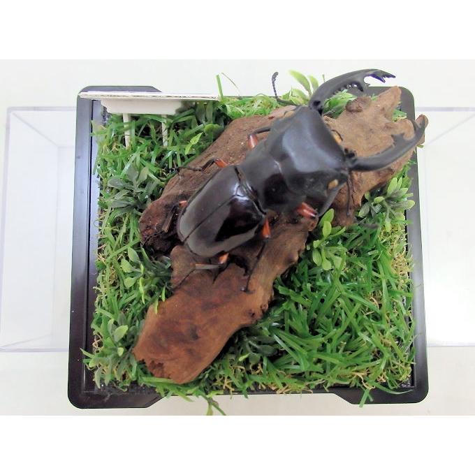 【野外標本】インペリアリスツヤクワガタ(ボルネオ/パラワン)　まとめ売り 希少!美麗種! インペリアリスツヤ ♂65mmUP ペア WD フィリピン