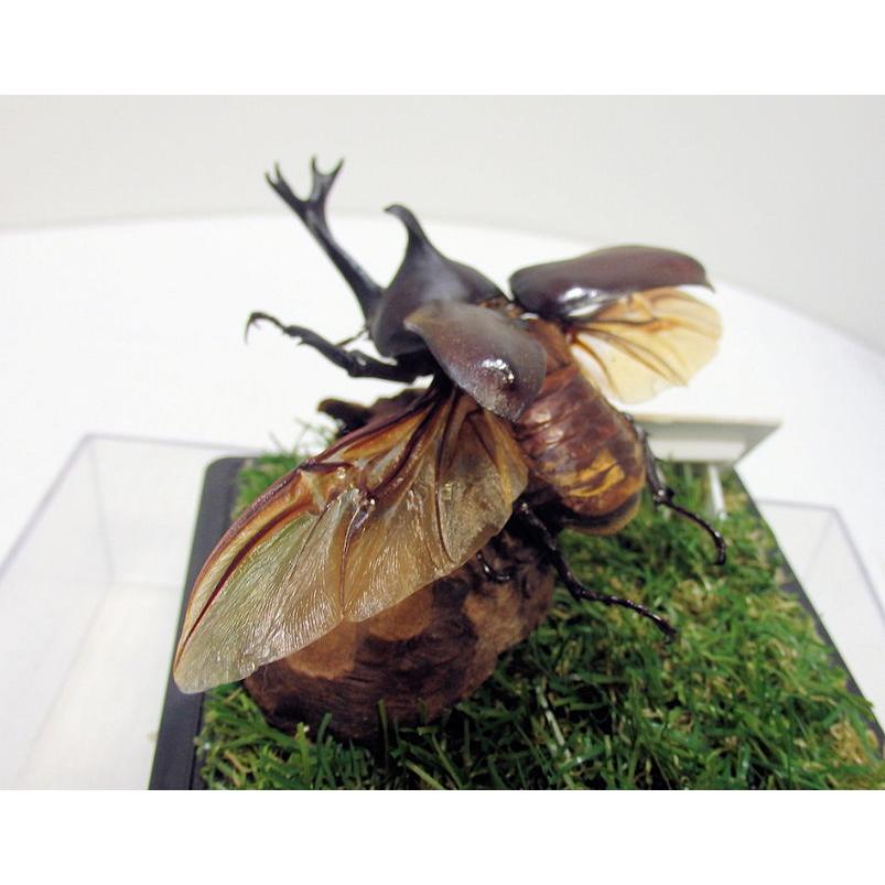 カブトムシ♂78mmUP （飛翔 標本） : オオクワ京都昆虫館 - 通販