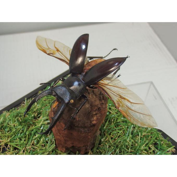 マンディブラリスフタマタ♂62（飛翔標本） : オオクワ京都昆虫館