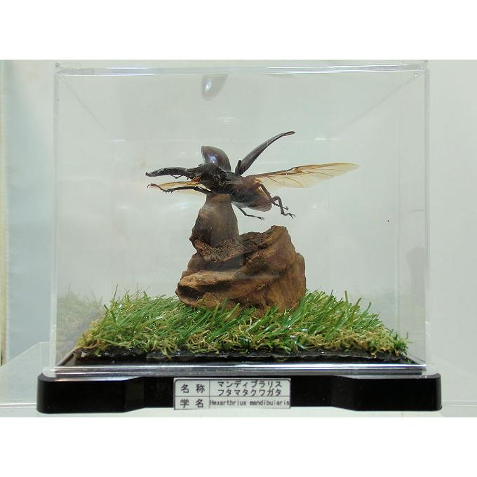 マンディブラリスフタマタ♂65（飛翔標本） : オオクワ京都昆虫館