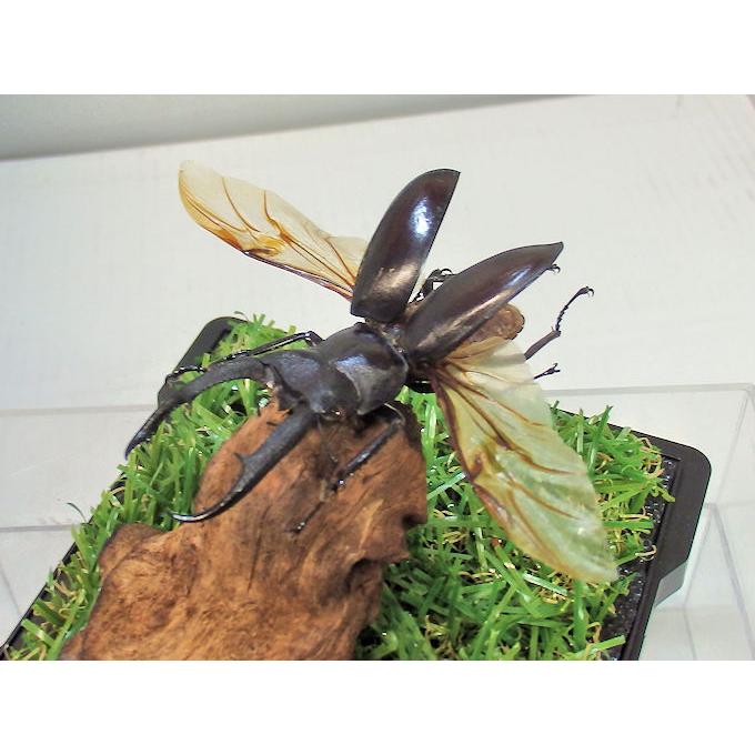 マンディブラリスフタマタ♂67（飛翔標本） : オオクワ京都