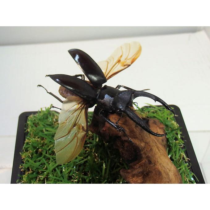 マンディブラリスフタマタ♂67（飛翔標本） : オオクワ京都昆虫館