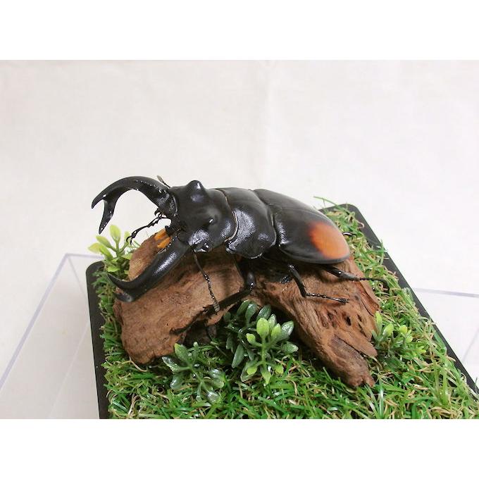 クワガタ　標本　オオクワガタ　木製フレーム オオクワガタ（元木SP） ♂73mm／♀52mm成虫ペア
