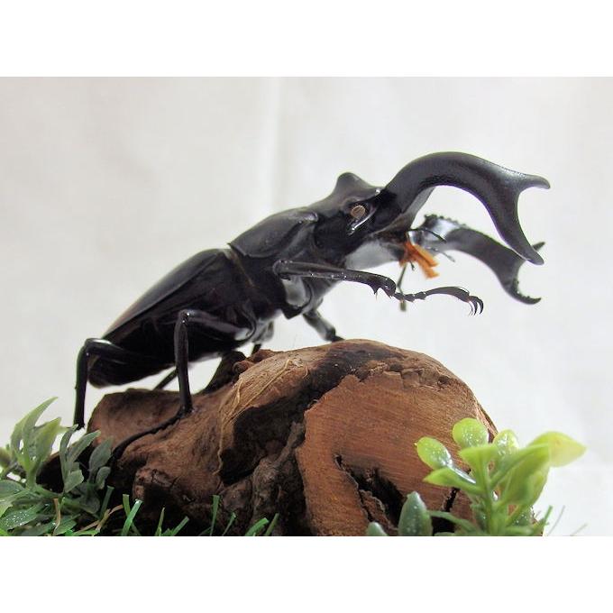 セアカフタマタクワガタ♂86mm （ジオラマ標本） : オオクワ京都昆虫