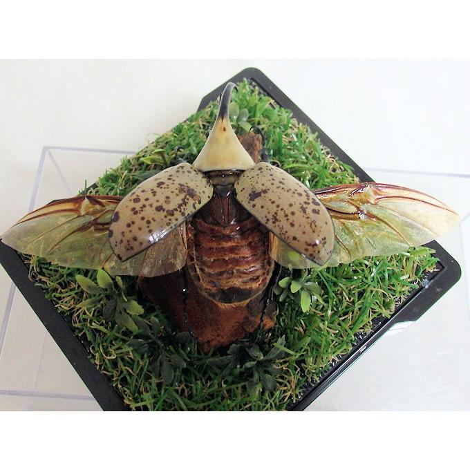 グラントシロカブト 標本 グラントシロカブト♂69＋♀51(ジオラマ標本) : オオクワ