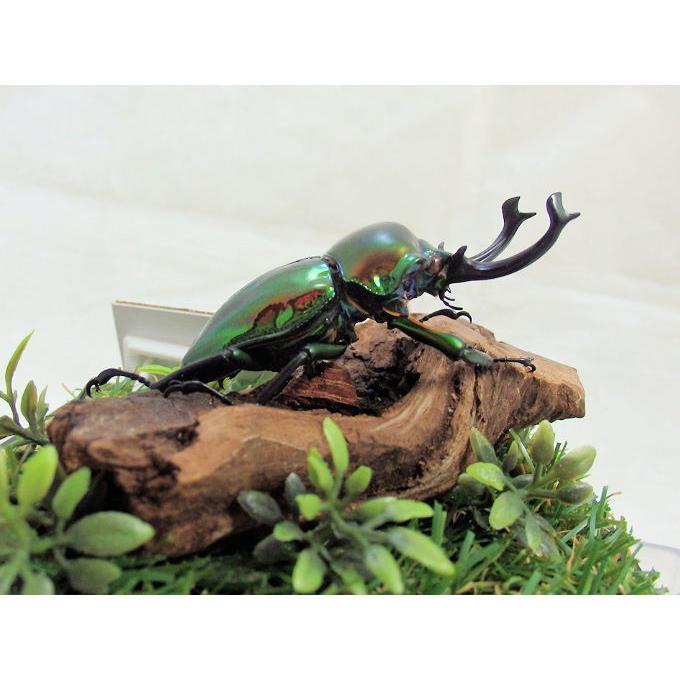 ※ニジイロクワガタ野外標本PAセット Amazon.co.jp: 虫の標本 ニジイロクワガタ ライトフレーム