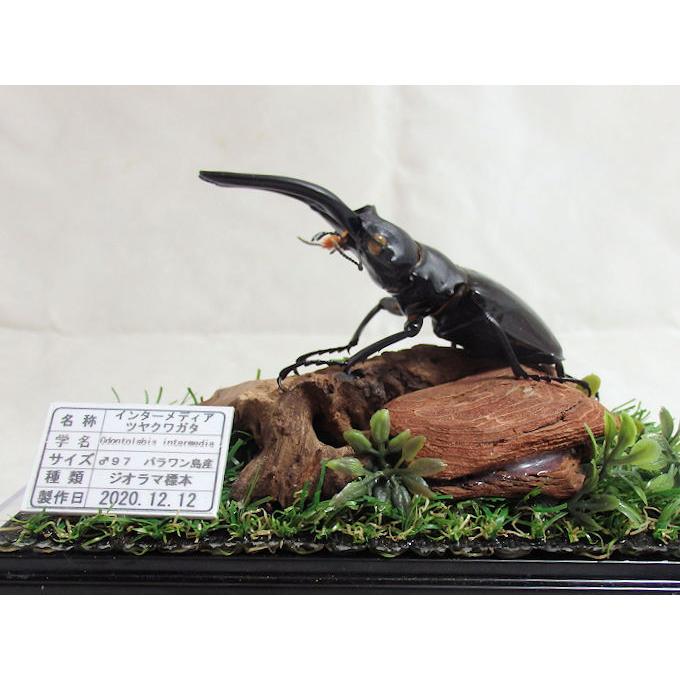 インターメディア ツヤクワガタ♂97(ジオラマ標本 インターメディア ツヤクワガタ♂97(ジオラマ標本