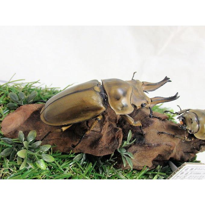 オウゴンオニクワガタ♂70＋♀51(ジオラマ標本) : オオクワ京都