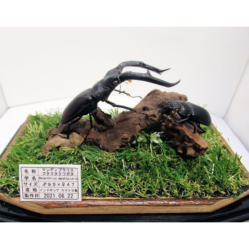 昆虫標本　ジオラマ標本　マンディブラリスフタマタ　❲赤マンディ❳ マンディブラリスフタマタ♂95mm＋♀47mm（ジオラマ標本） : オオクワ