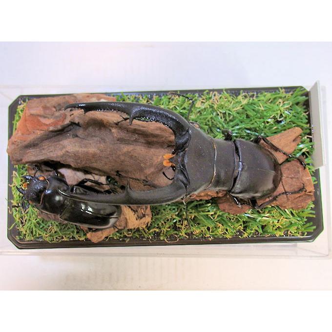 ※　鉢曇摩華購入ヨ−ロッパミヤマ♂野外標本 トルコ産ヨーロッパミヤマクワガタ 52mm