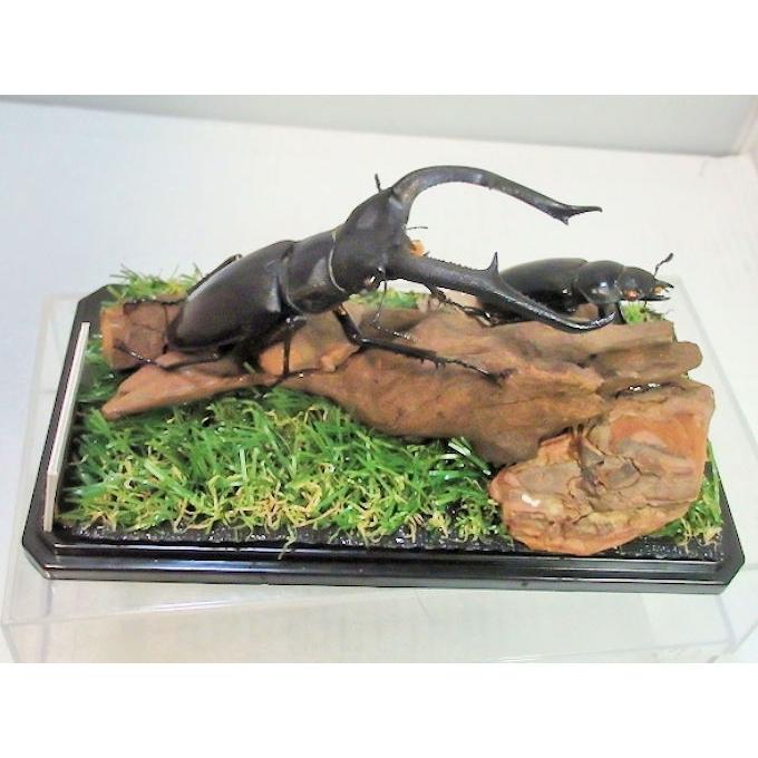 マンディブラリスフタマタ♂105＋♀49（ジオラマ標本