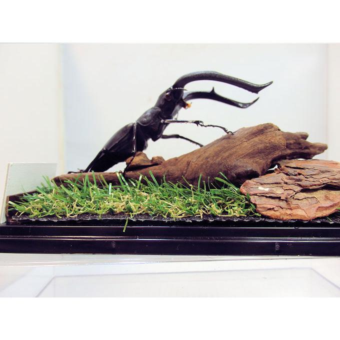 マンディブラリスフタマタ♂105＋♀49（ジオラマ標本