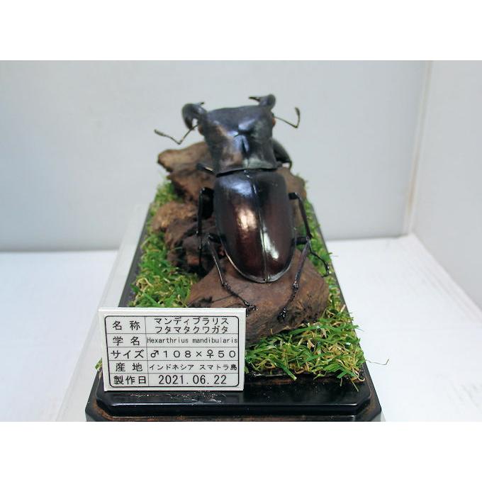 マンディブラリスフタマタ♂108＋♀50（ジオラマ標本