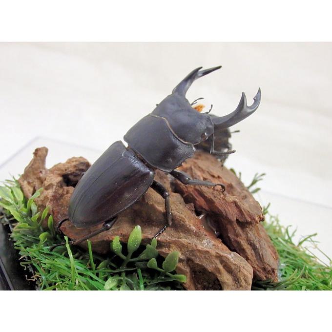オオクワガタ♂64＋♀40（ジオラマ標本） : オオクワ京都昆虫館