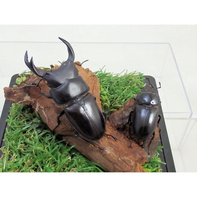 オオクワガタ♂68＋♀38（ジオラマ標本） : オオクワ京都