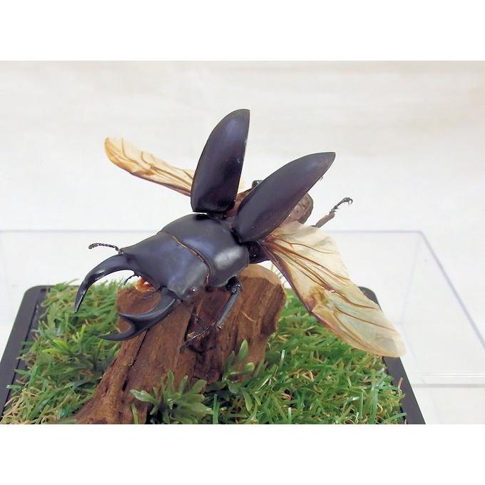 オオクワガタ♂️　阿古谷産　飛翔体　標本 オオクワガタ♂68（飛翔標本） : オオクワ京都昆虫館 - 通販 - Yahoo