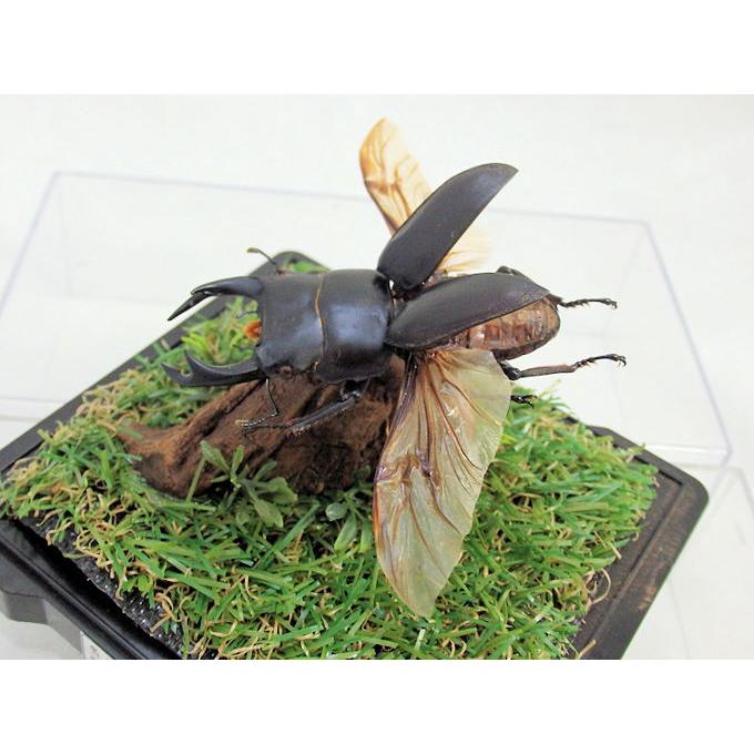 オオクワガタ♂68（飛翔標本） : オオクワ京都昆虫館 - 通販