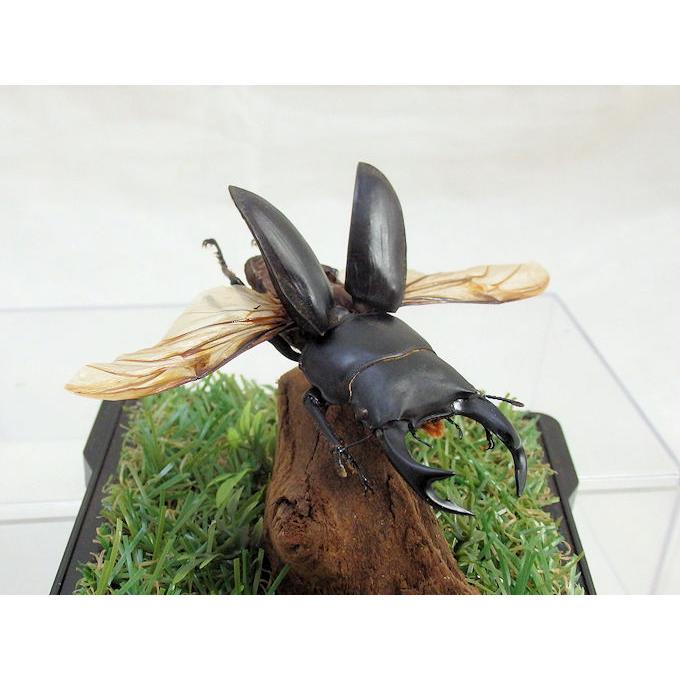 オオクワガタ♂68（飛翔標本） : オオクワ京都昆虫館 - 通販 - Yahoo